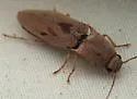 Monocrepidius bifoveatus - photo 5