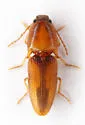 Monocrepidius blandulus