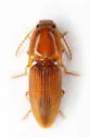 Monocrepidius blandulus - photo 2
