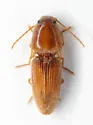 Monocrepidius blandulus - photo 3