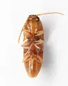 Monocrepidius blandulus - photo 4