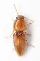 Monocrepidius blandulus - photo 5
