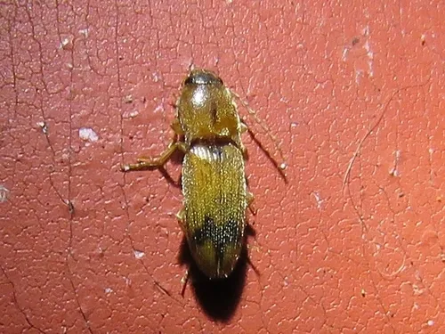 Monocrepidius browni