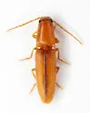 Monocrepidius debilitatus - Monocrepidius debilitatus