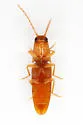 Monocrepidius debilitatus - photo 2