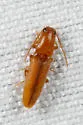 Monocrepidius debilitatus - photo 3