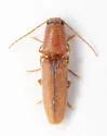 Monocrepidius debilitatus - photo 4