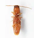 Monocrepidius debilitatus - photo 5