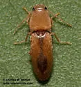 Monocrepidius delicatus