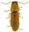 Monocrepidius delicatus - photo 2