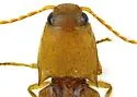 Monocrepidius delicatus - photo 3