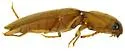 Monocrepidius delicatus - photo 4