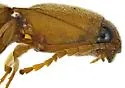 Monocrepidius delicatus - photo 5