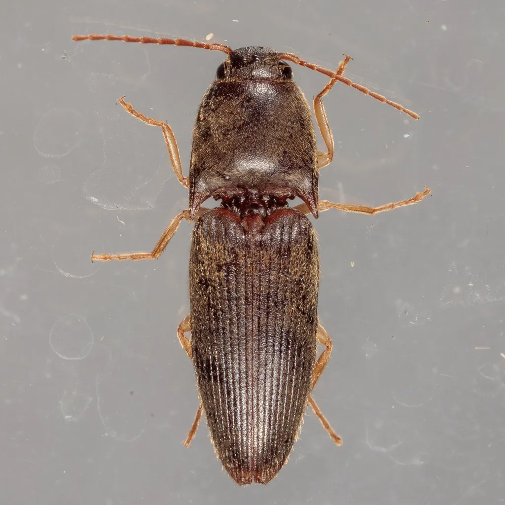 Pasture Wireworm - photo 2