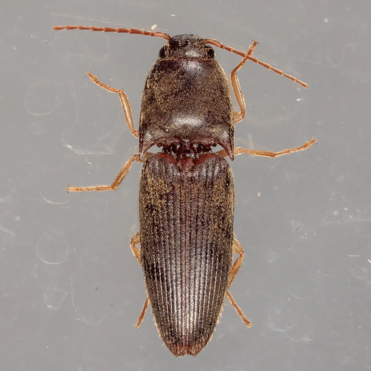 Pasture Wireworm - photo 3
