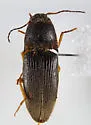 Southern Potato Wireworm - photo 2