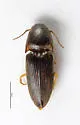 Southern Potato Wireworm - photo 3