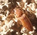 Monocrepidius ferruginosus - photo 2