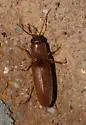 Monocrepidius ferruginosus - photo 3