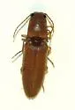 Monocrepidius ferruginosus - photo 4