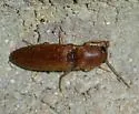Monocrepidius ferruginosus - photo 5
