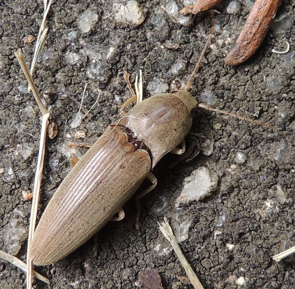 Monocrepidius lividus - Monocrepidius lividus