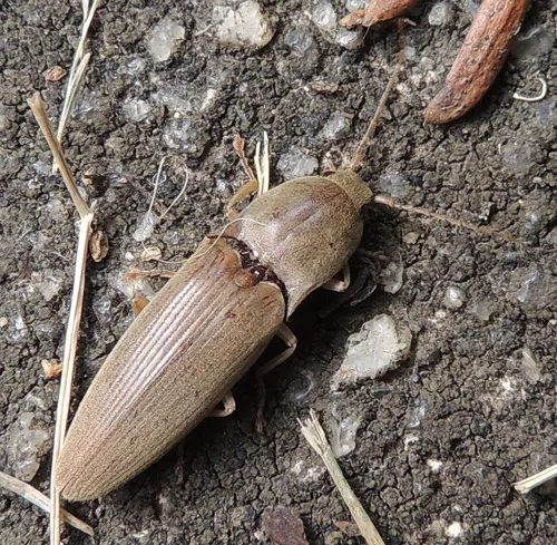 Monocrepidius lividus - photo 2