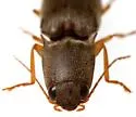 Monocrepidius parallelus - Monocrepidius parallelus