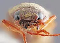 Monocrepidius parallelus - photo 2