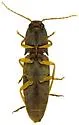 Monocrepidius parallelus - photo 4