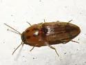 Monocrepidius pictus - Monocrepidius pictus
