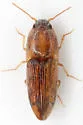 Monocrepidius pictus - photo 2
