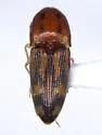 Monocrepidius pictus - photo 3