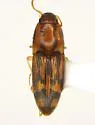 Monocrepidius pictus - photo 4