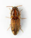 Monocrepidius pictus - photo 5