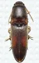 Monocrepidius rudis - Monocrepidius rudis