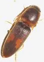 Monocrepidius rudis - photo 2