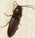 Monocrepidius rudis - photo 3