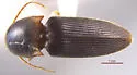 Monocrepidius rudis - photo 4