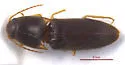 Monocrepidius rudis - photo 5