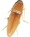 Monocrepidius scissus - Monocrepidius scissus