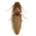 Monocrepidius scissus - photo 2