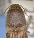 Monocrepidius scissus - photo 3