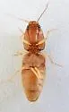 Monocrepidius scissus - photo 4