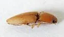 Monocrepidius scissus - photo 5