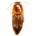 Monocrepidius similis - Monocrepidius similis
