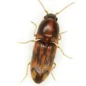Monocrepidius similis - photo 2