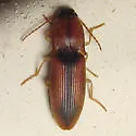 Monocrepidius suturalis - photo 2