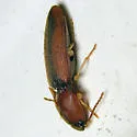 Monocrepidius suturalis - photo 3