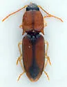 Monocrepidius suturalis - photo 4